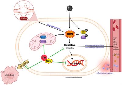 The Combination of Tamarindus indica and Coenzyme Q10 can be a Potential Therapy Preference to Attenuate Cadmium-Induced Hepatorenal Injury